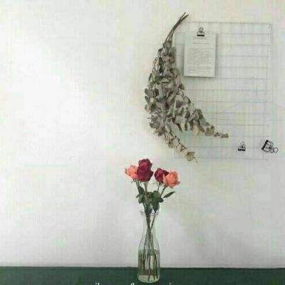 玩球直播下载ios